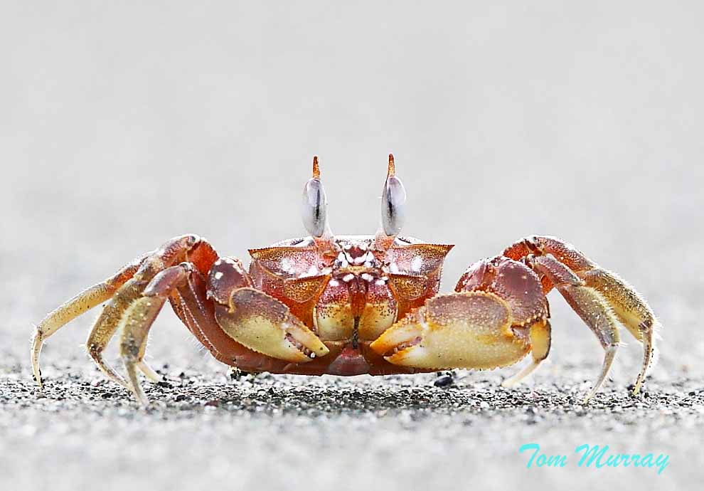 Ghost Crab