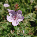 Richardson's Geranium