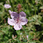 Richardson's Geranium