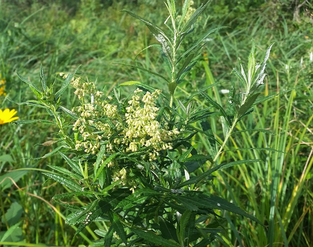 Sawtooth Wormwood