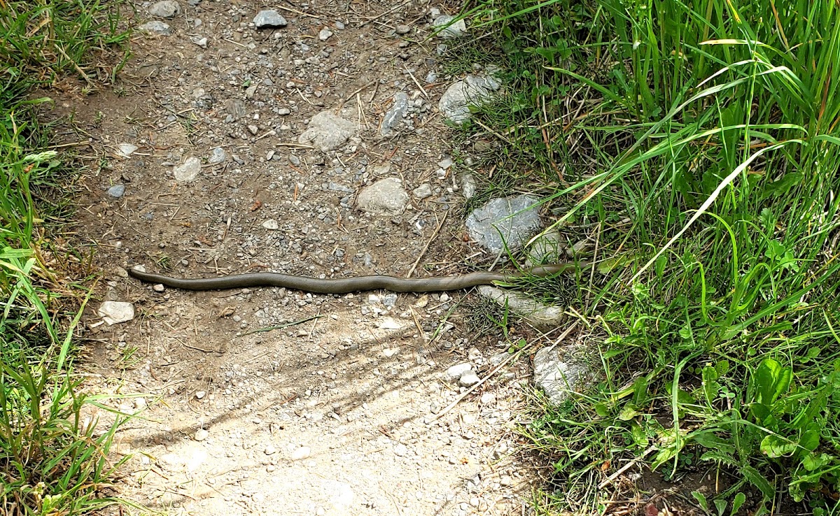 Rubber Boa