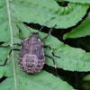 Brown marmorated stink bug nymph