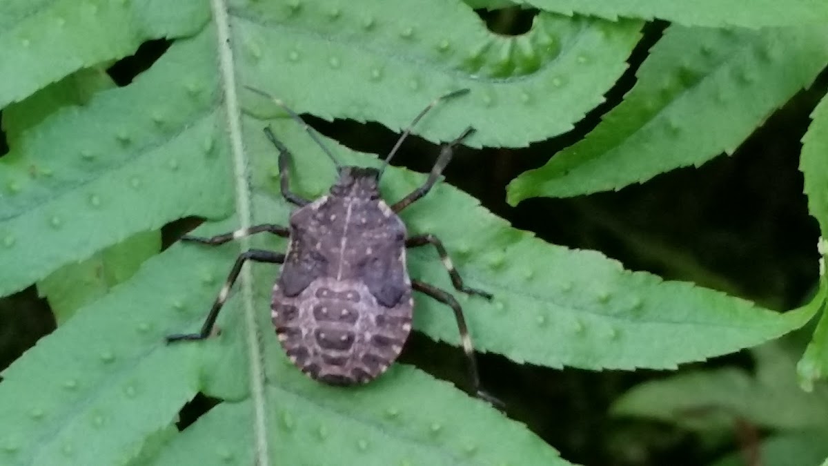 Brown marmorated stink bug nymph