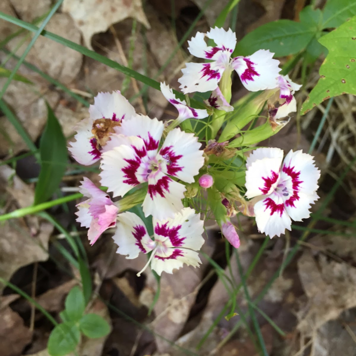 Sweet William