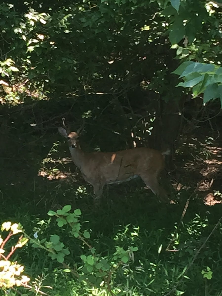 White-tailed Deer