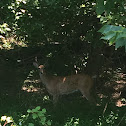 White-tailed Deer