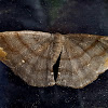 Geometer Moth