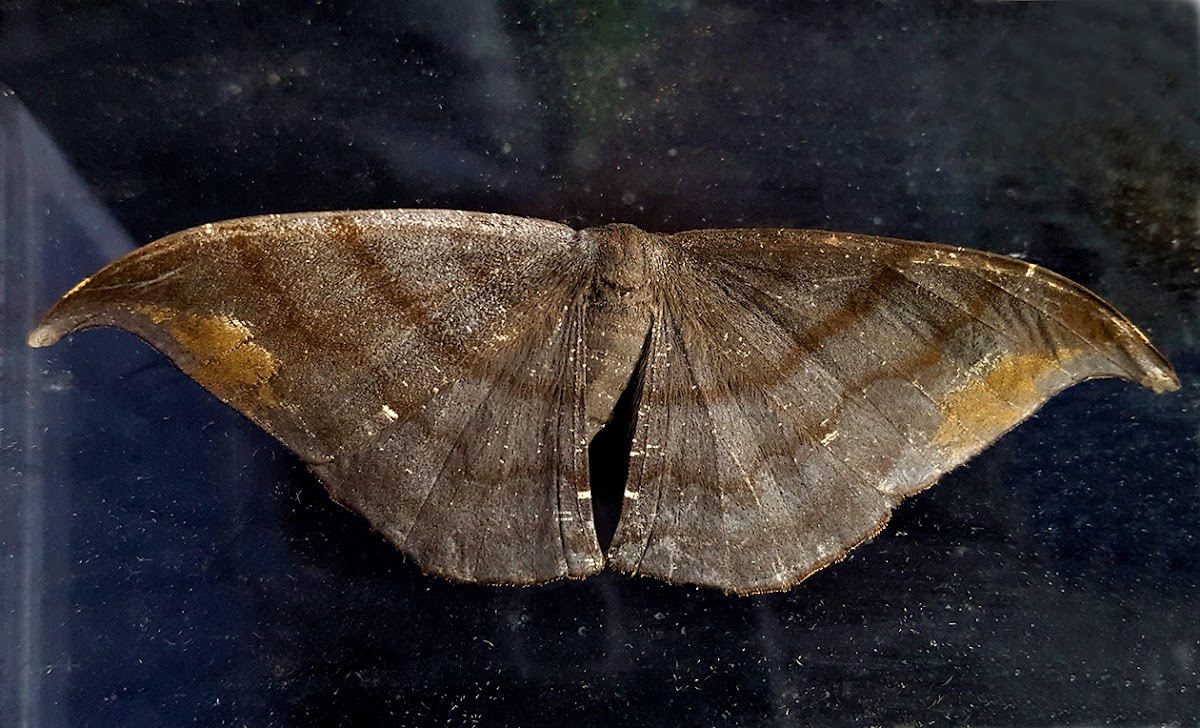 Geometer Moth