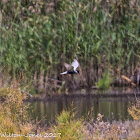 Whiskered tern; Fumarel Cariblanco