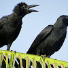 Large-billed Crow