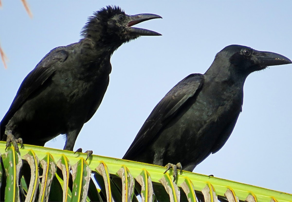 Large-billed Crow