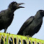 Large-billed Crow