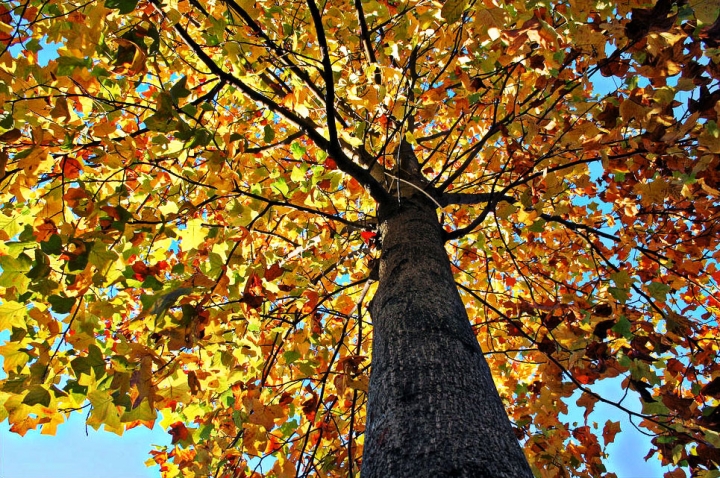 Autunno da sotto in sù di kaira