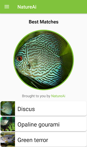 Fish Identifier