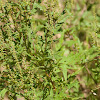 Common Ragweed