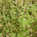 Common Ragweed