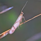 Twin-barred Knot-horn