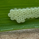 Stink bug Eggs