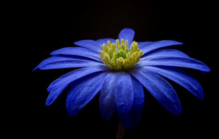 Blue flower small promo image
