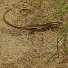 Common Sun Skink (male & female)