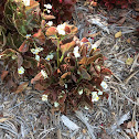 Wax Begonia