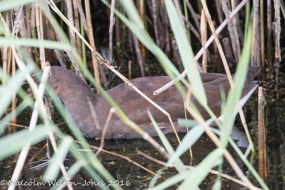 Moorhen