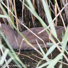 Moorhen