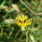 Hoverfly