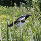 Magpie