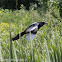 Magpie