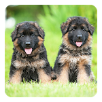 German Shepherds LWP Apk