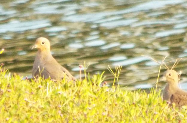 Mourning Dove