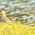 Mourning Dove