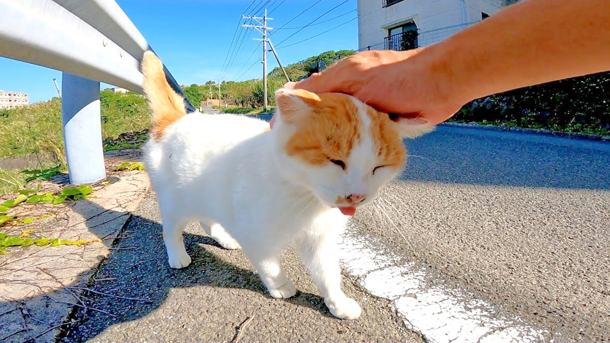 道端で出会った猫さんをナデナデしたら ペロッと舌を出して 一瞬のうちに喉をゴロゴロ Trill トリル