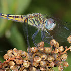 Blue Dasher