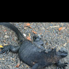 Marine Iguanas