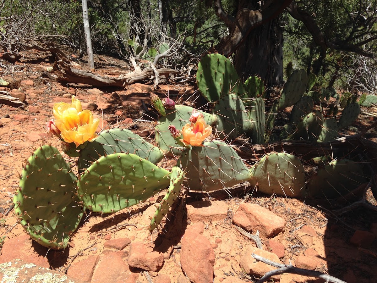 Desert Prickly Pear