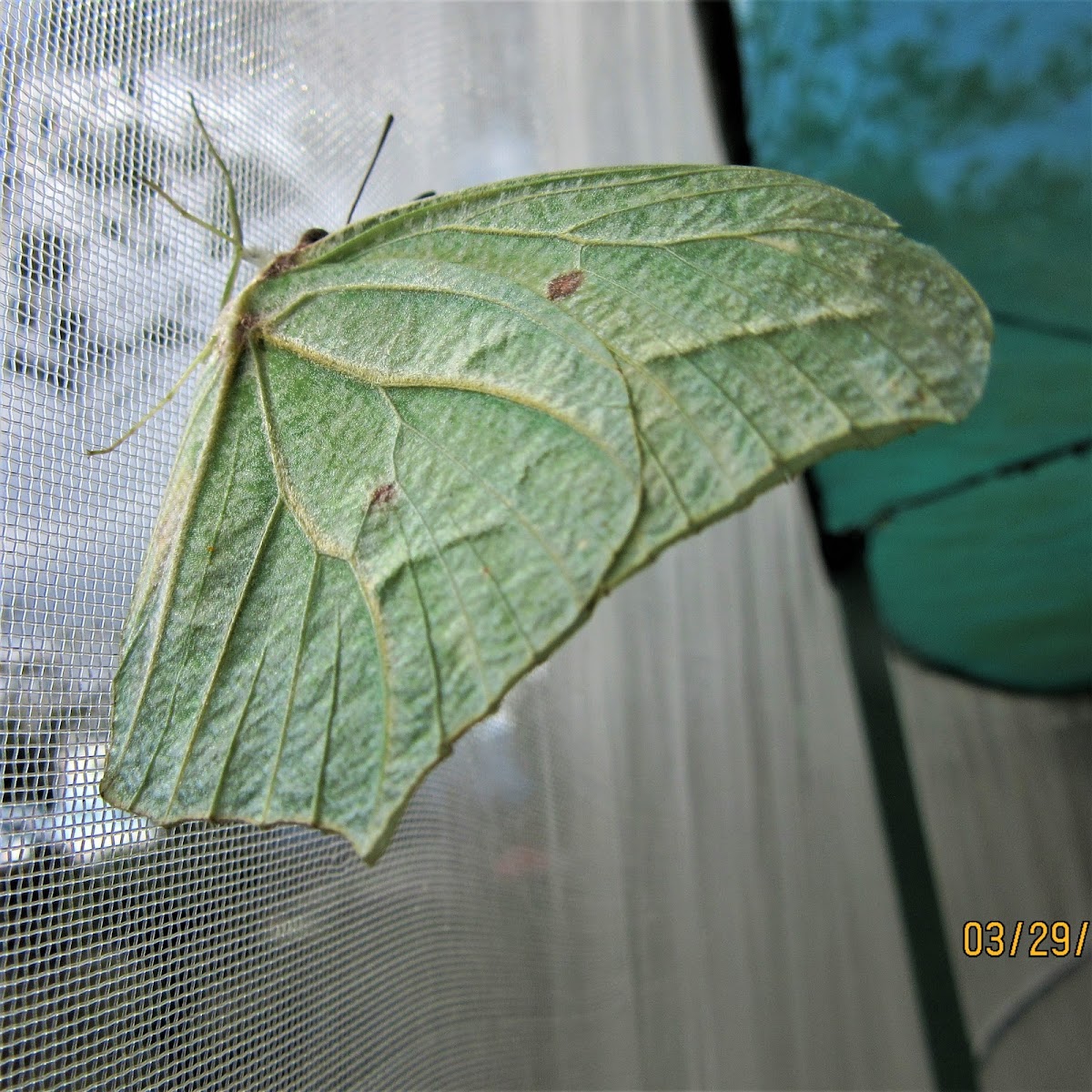 White angled sulphur