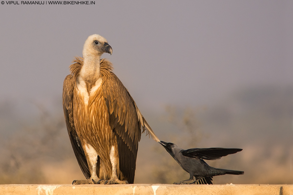 Griffon Vulture