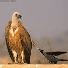 Griffon Vulture