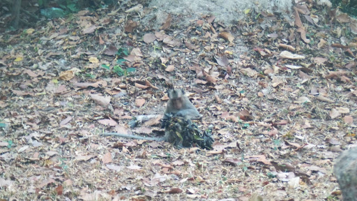 Monkey Morning in Cambodia 2016