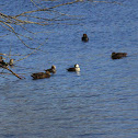 Bufflehead