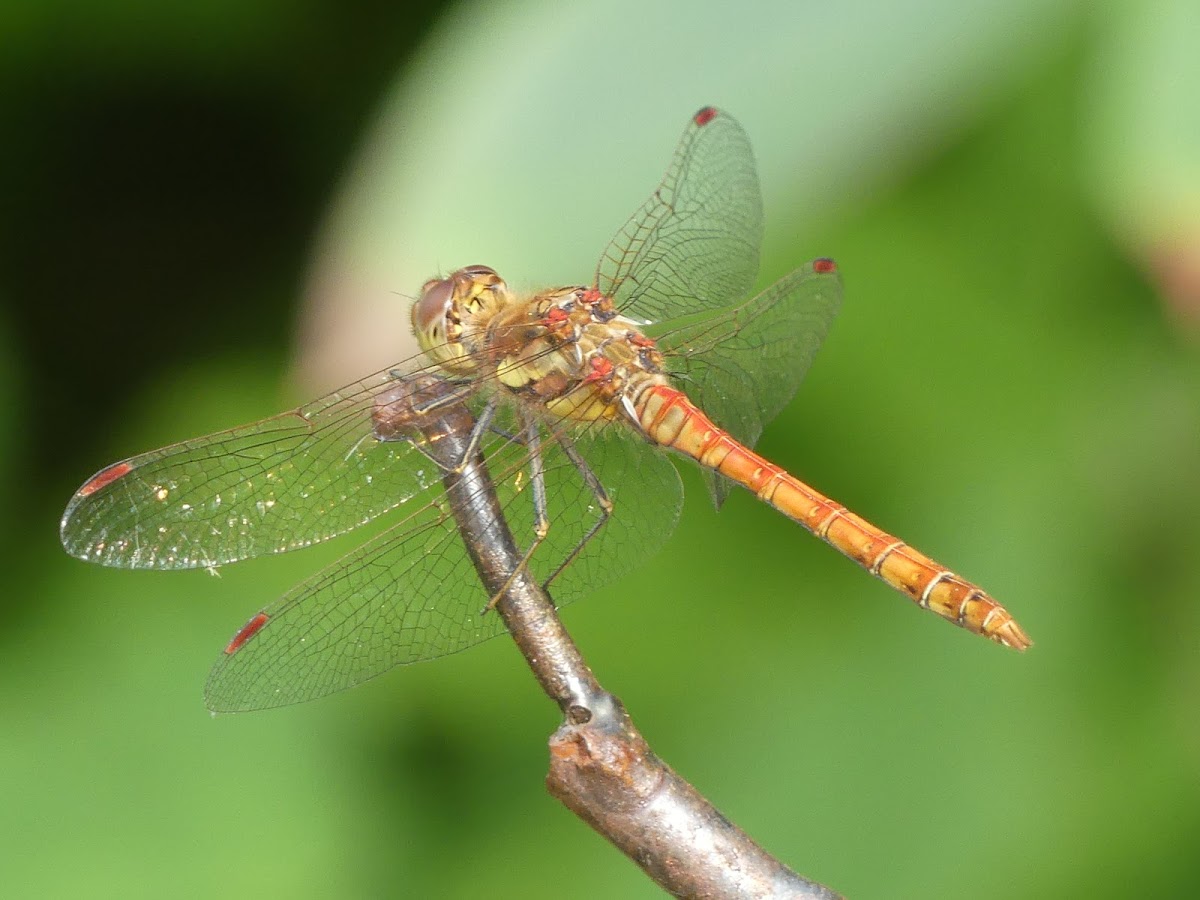 Yellow-winged darter