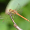 Yellow-winged darter