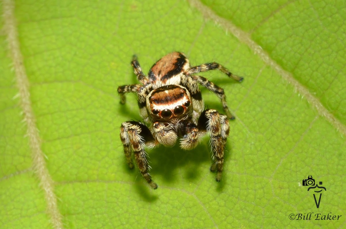 Jumping Spider