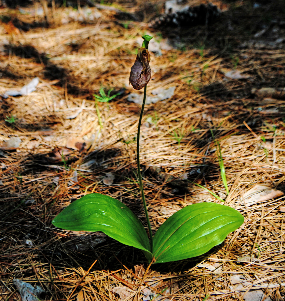 Pink Lady's Slipper