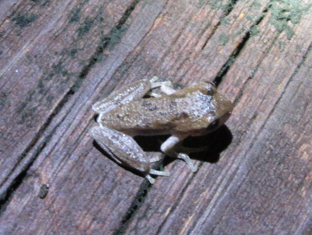 Pine Woods Tree Frog