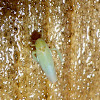 Balclutha Leafhopper