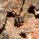 Jumping Spider