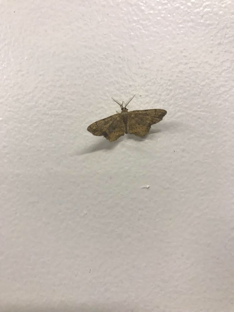 Moth